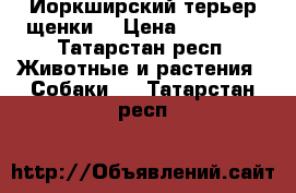 Йоркширский терьер щенки  › Цена ­ 20 000 - Татарстан респ. Животные и растения » Собаки   . Татарстан респ.